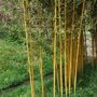 Phyllostachys aurea