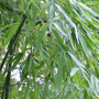 Phyllostachys aurea