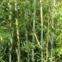 Phyllostachys bissetii
