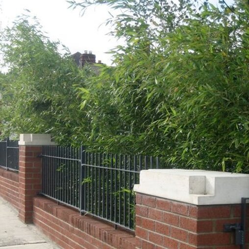 Phyllostachys bissetii