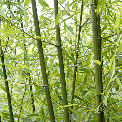 Phyllostachys humilis