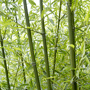 Phyllostachys humilis