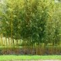 Phyllostachys humilis