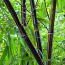 Woekerende zwarte lakbamboe
