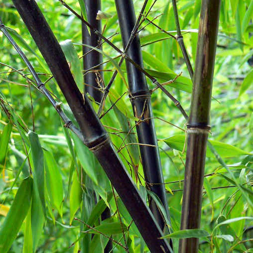 Phyllostachys nigra