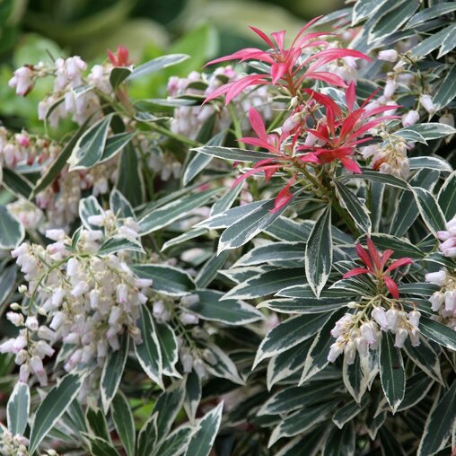 Pieris 'Flaming Silver'