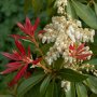 Pieris 'Forest Flame' bloemen