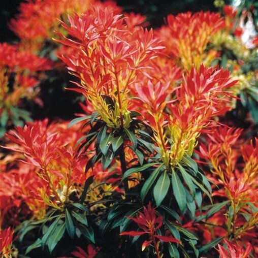Pieris 'Forest Flame'