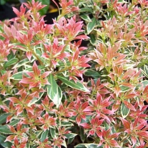 Pieris japonica 'Little Heath'