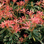 Pieris 'Flaming Silver'