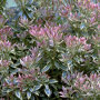 Pieris japonica 'Little Heath'