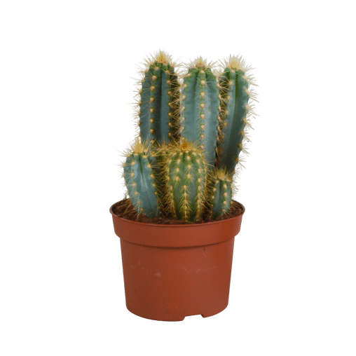 Pilosocereus azureus in 12 cm pot
