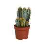 Pilosocereus azureus in 12 cm pot