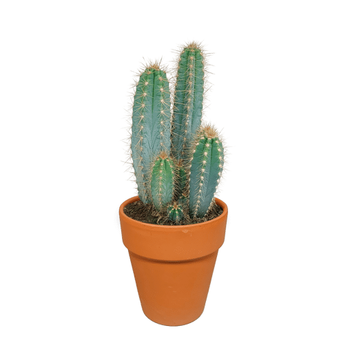 Pilosocereus azureus in terra 17 cm pot