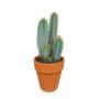 Pilosocereus azureus in terra 17 cm pot