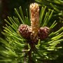 Pinus mugo 'Mugo' dennenappels