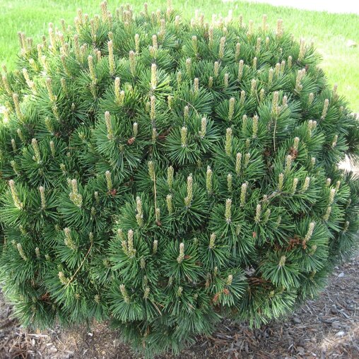 Pinus mugo 'Mugo'