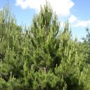 Pinus nigra 'Nigra'