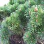 Pinus mugo 'Mugo'