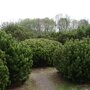 Pinus mugo 'Mugo'