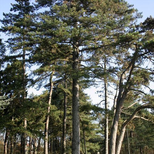 Pinus nigra nigra