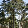Pinus nigra nigra
