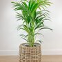 Plantenmand rond met kentia