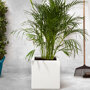 Planter Smooth wit vierkant (40 x 40 x 40 cm)