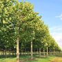 Platanus hispanica