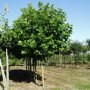 Platanus acerifolia 'Alphen's Globe'
