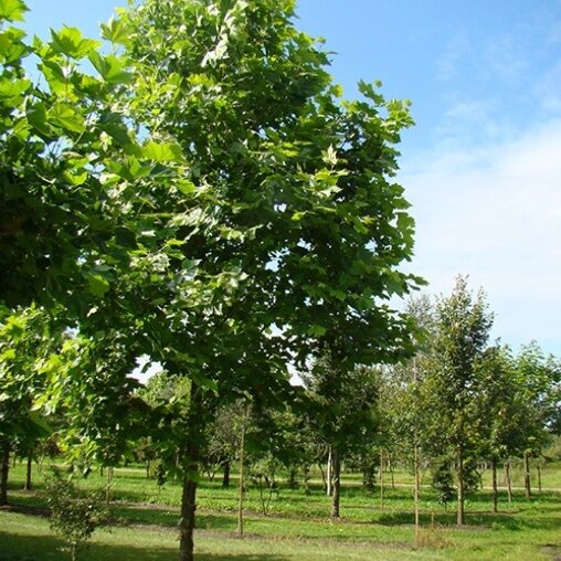 Platanus acerifolia 'Malburg'