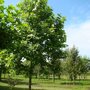 Platanus acerifolia 'Malburg'