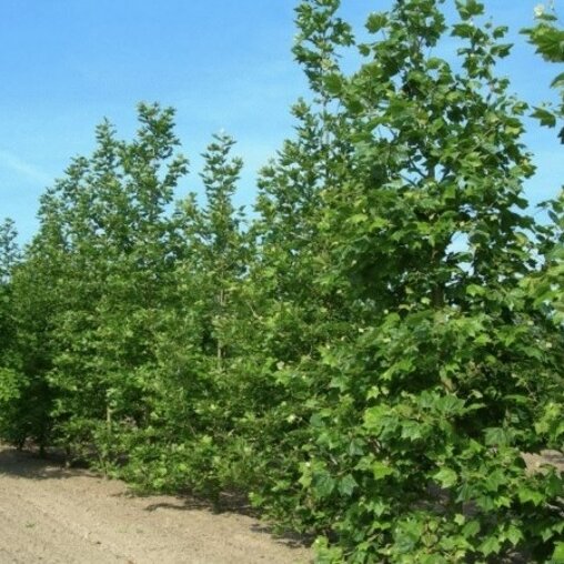 Platanus acerifolia 'Purpurea'