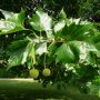 Platanus acerifolia 'Pyramidalis'