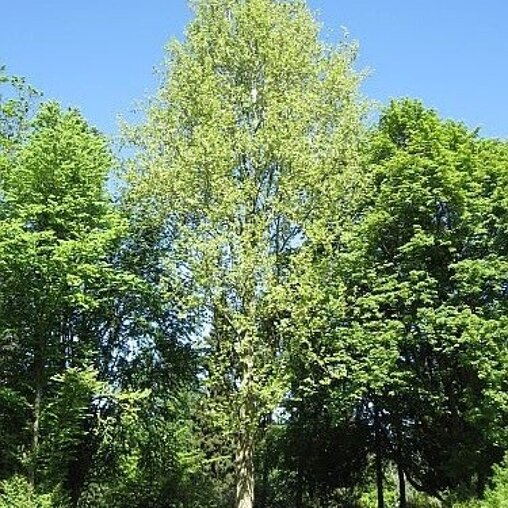 Platanus acerifolia 'Tremonia'