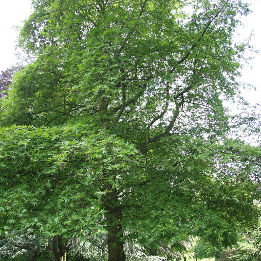 Platanus orientalis 'Digitata'
