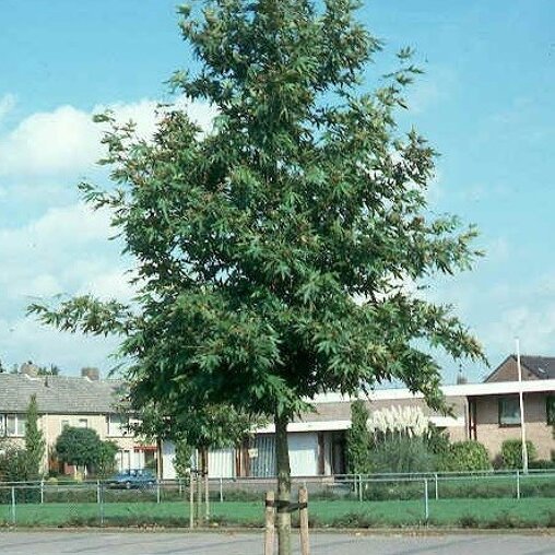 Platanus orientalis 'Minaret'