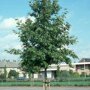 Platanus orientalis 'Minaret'