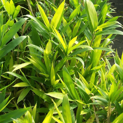 Pleioblastus distichus