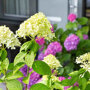 Pluimhortensia limelight