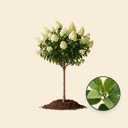 Pluimhortensia op stam 'Limelight' 