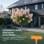 Pluimhortensia op stam 'Limelight'
