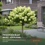 Pluimhortensia op stam 'Limelight'