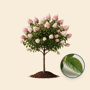 Pluimhortensia op stam 'Vanille-Fraise'