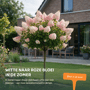 Pluimhortensia op stam 'Vanille-Fraise'