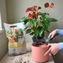 Pokon Anthurium Potgrond sfeer