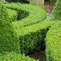 Pokon Buxus Groen-probleemoplosser