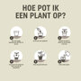 Pokon Cactus Potgrond instructie