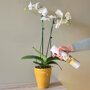 Pokon Powerspray Orchidee sfeer