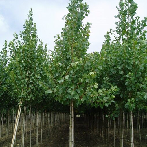 Populus canadensis 'Robusta'